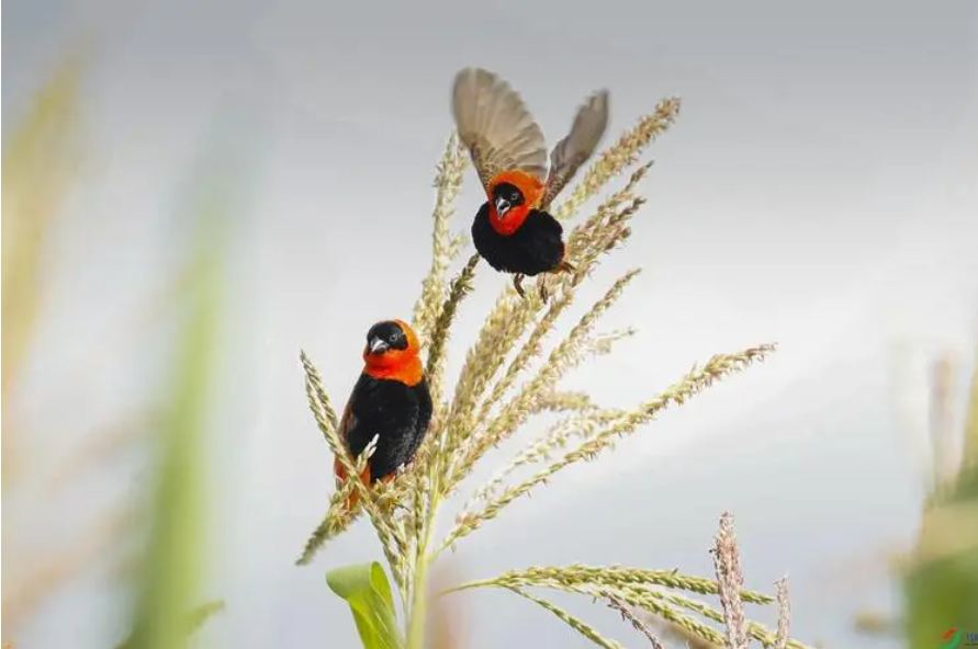 动物都是一夫多妻制吗连鸳鸯都是露水夫妻世上还有爱情鸟吗