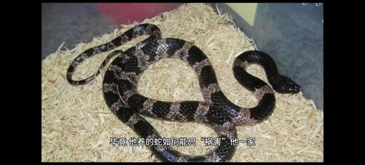 96年海南巨蟒为报恩甘愿当御用保姆与主人同眠还赚钱养家