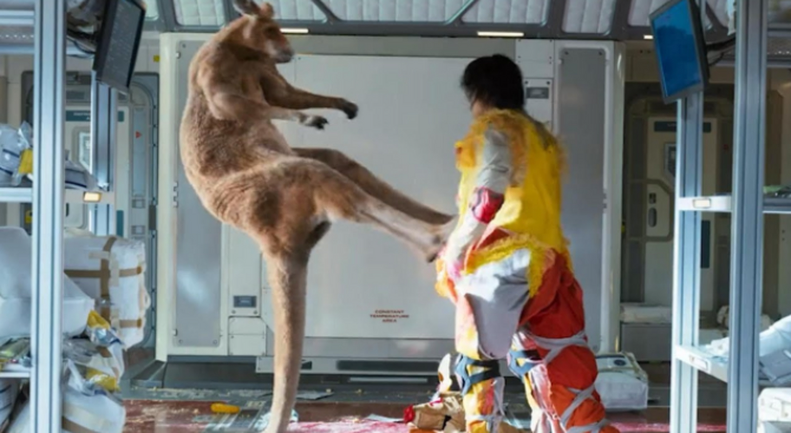 随时准备给人一电炮的袋鼠战斗力有多猛人类单挑能赢它吗