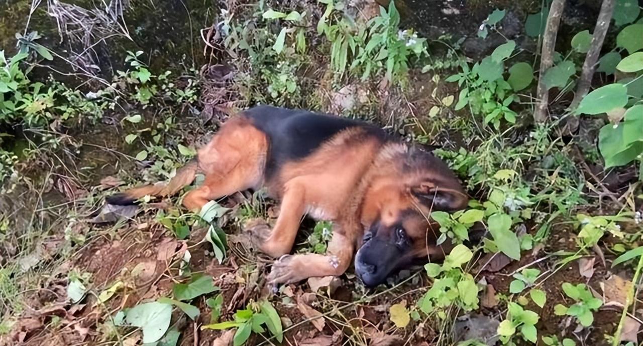 警犬最后的告白