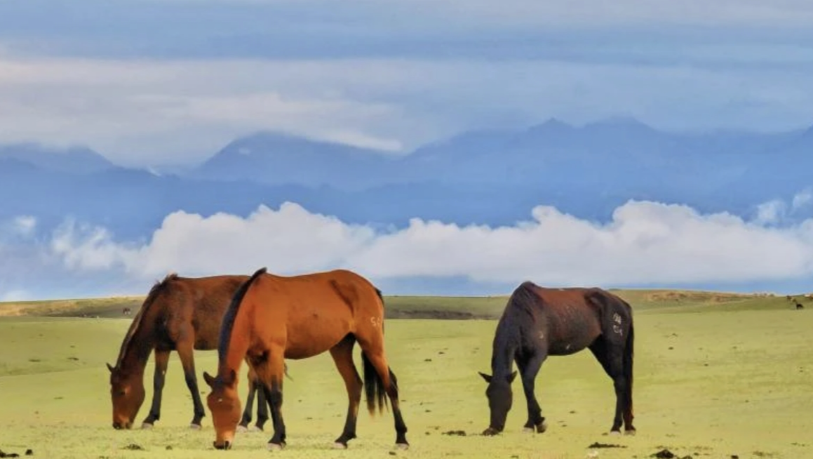 伊犁马:勇猛刚毅的战马