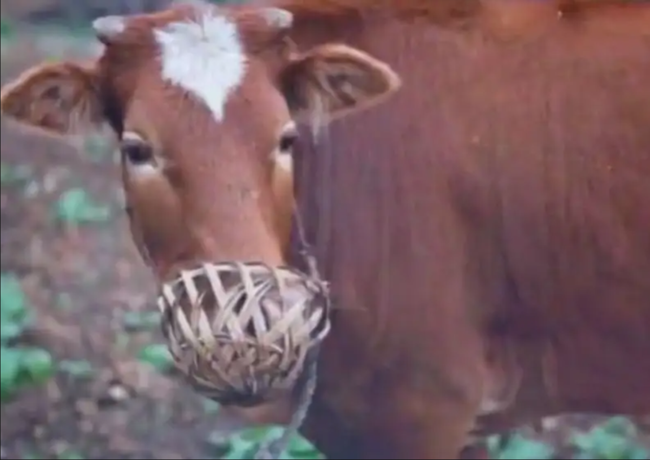 人类一直在虐待牛和马马嚼子和牛鼻环都很疼难道不是刑具吗