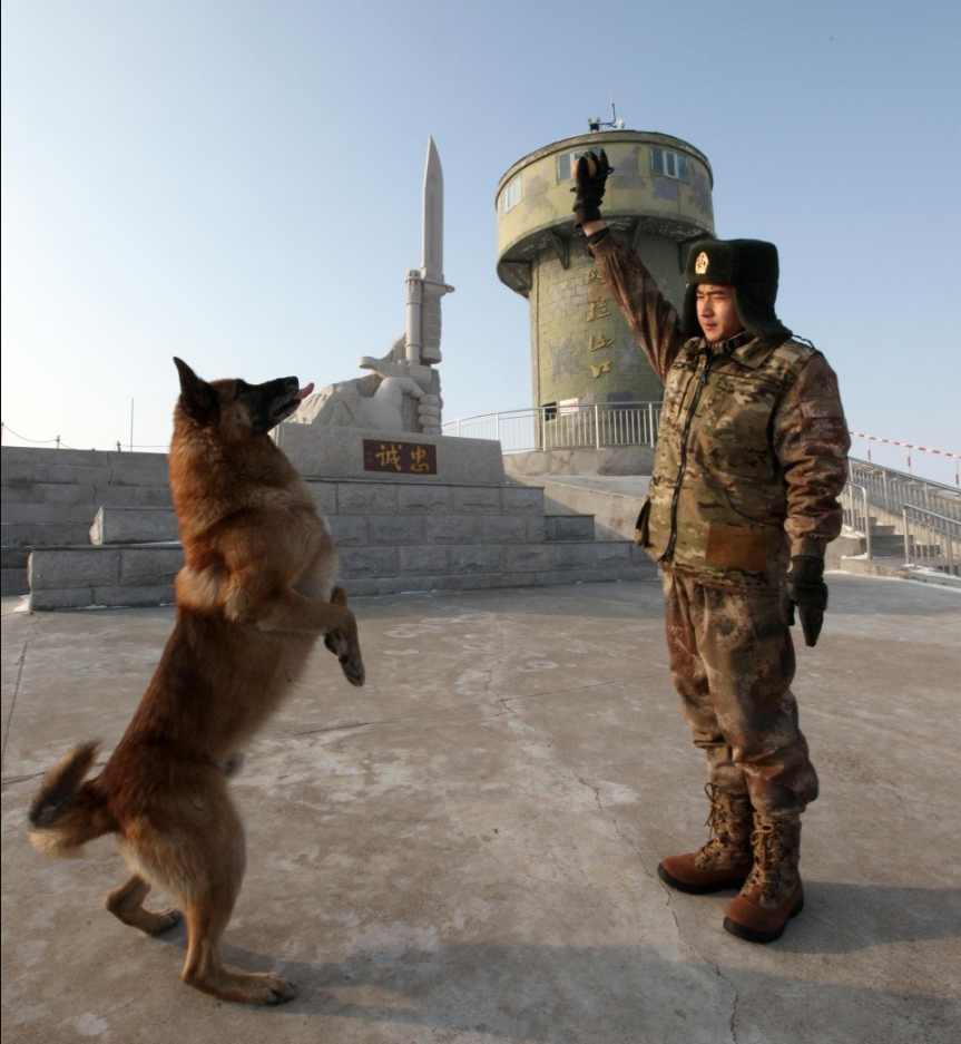 军人与军犬感人图片图片