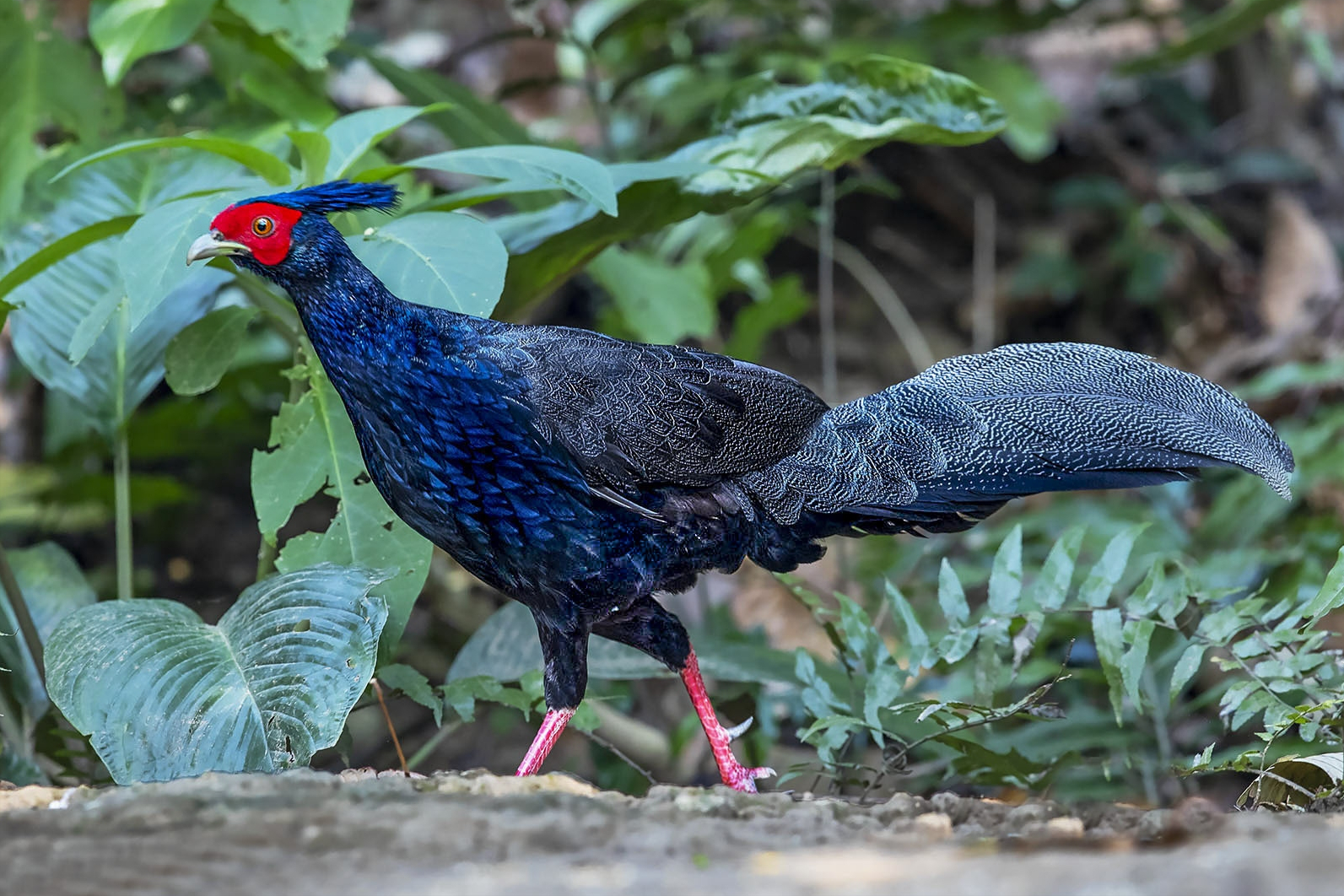 回顾野外的鸡就是野鸡把家养的鸡放到野外它们会变成野鸡吗