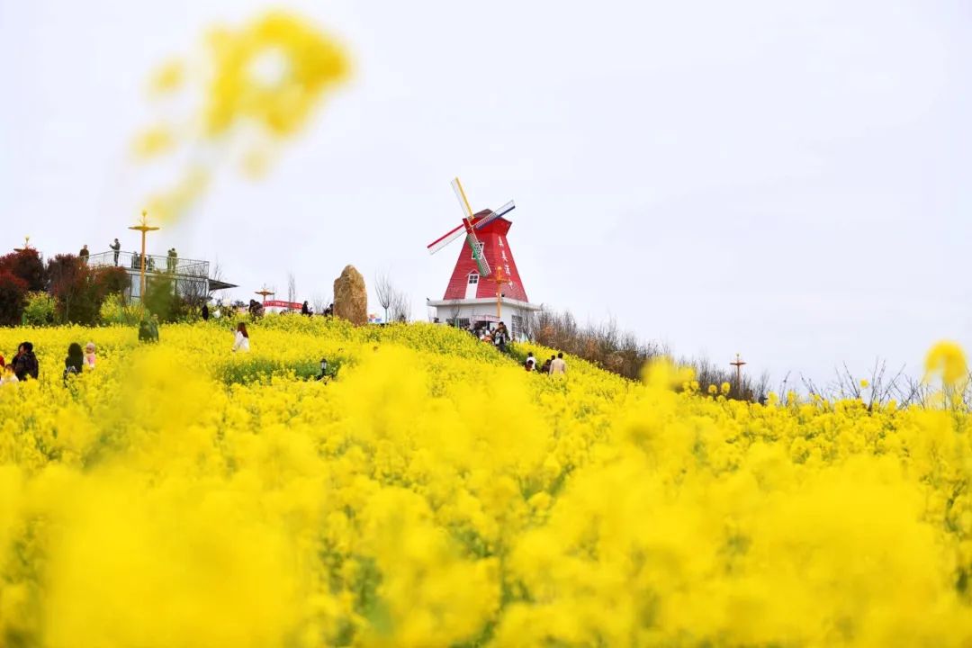 带你穿越最美油菜花海