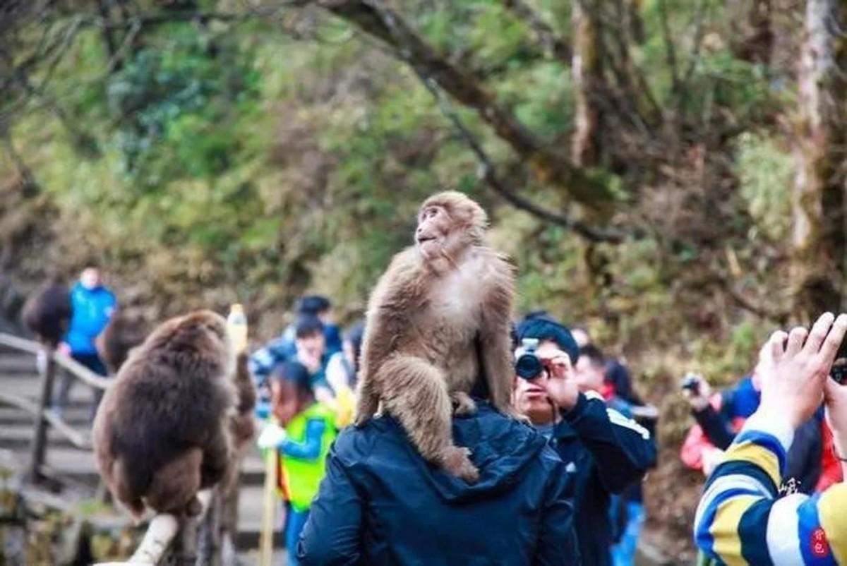 峨眉山猴子如此流氓背后是有原因的