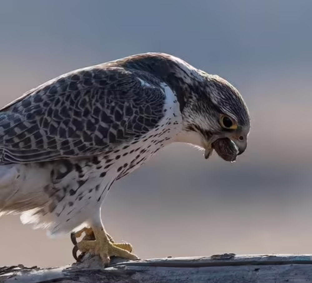 回顾老鹰王的遗憾18岁驯过一只神鹰却被同村农妇生生剪掉鹰喙