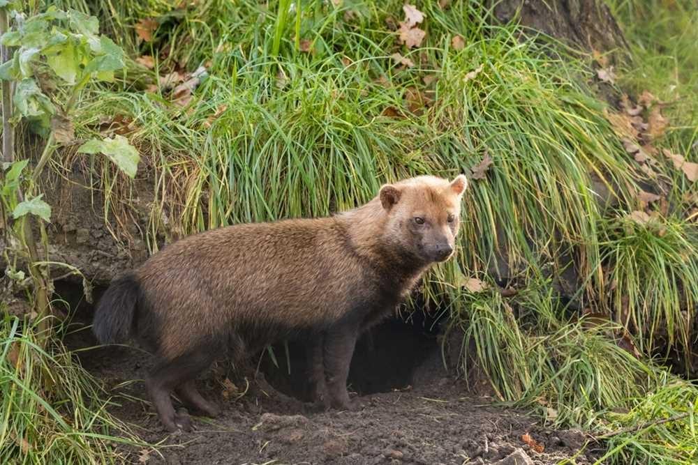 长着熊脸狐狸嘴脚上有蹼牙齿像猫南美四不像竟是一种狗