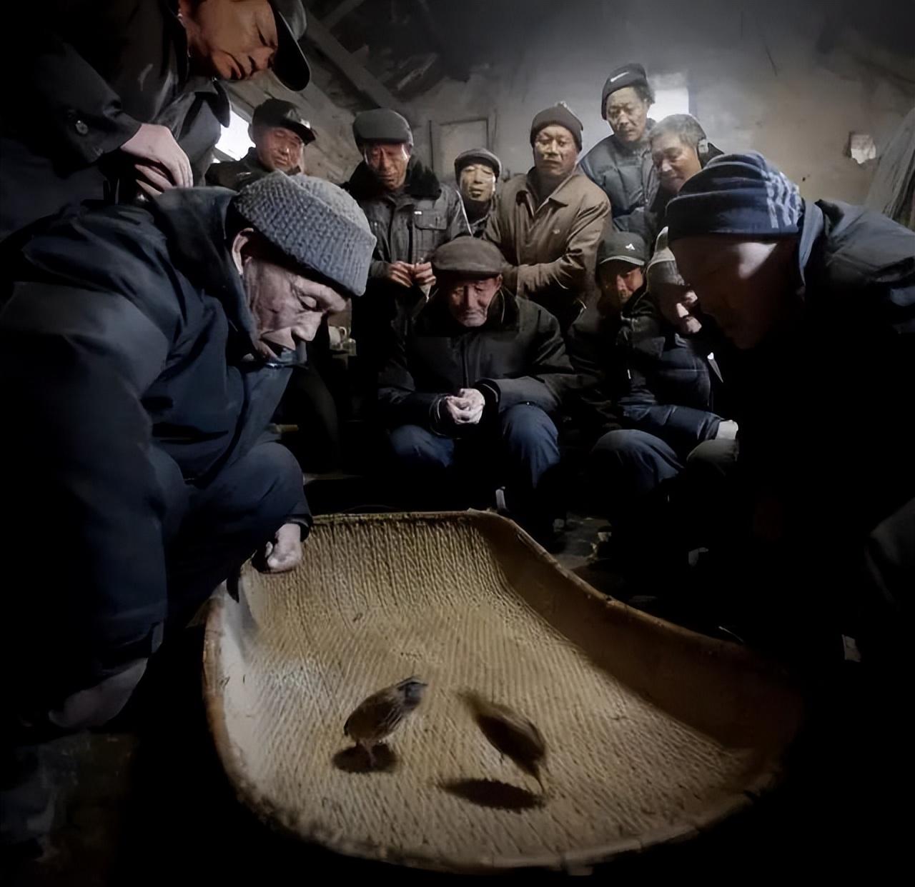 斗鹌鹑,古代贵族的娱乐项目?