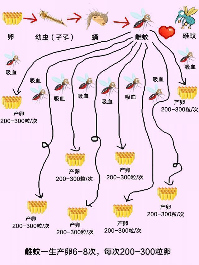 蚊子的心脏图片图片