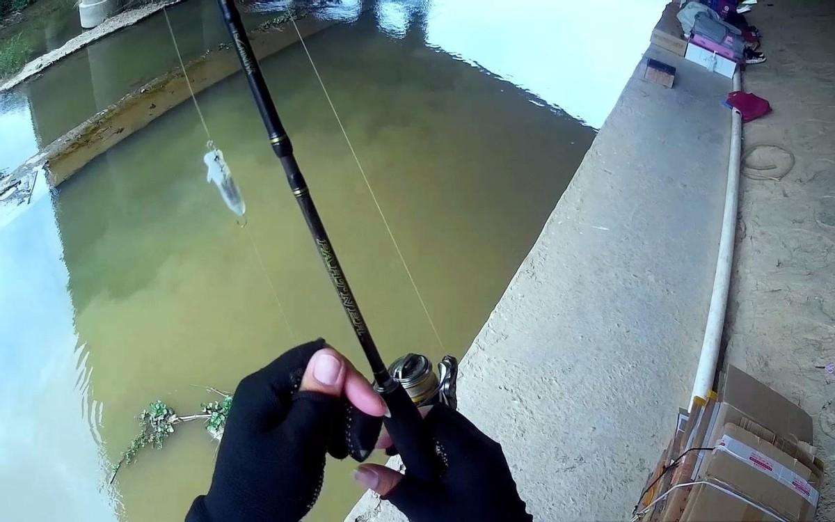 白条招人恨让钓鱼人头疼的著名杂鱼完全没有优点吗