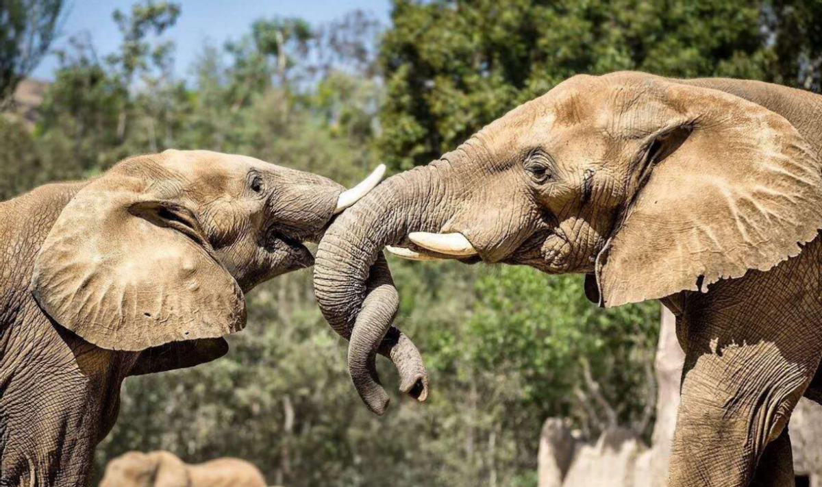 大象的鼻子有秘密复杂程度远超想象小象要花几年才会用鼻子