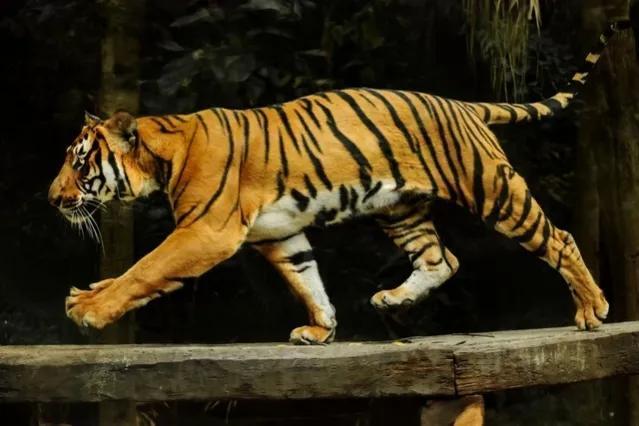 与平头哥齐名的黄喉貂外表可爱却暴杀比自己重50倍的熊猫