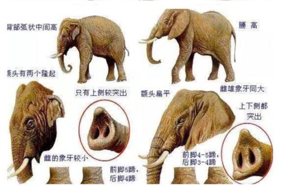 大象的鼻子有秘密?复杂程度远超想象,小象要花几年才会用鼻子!