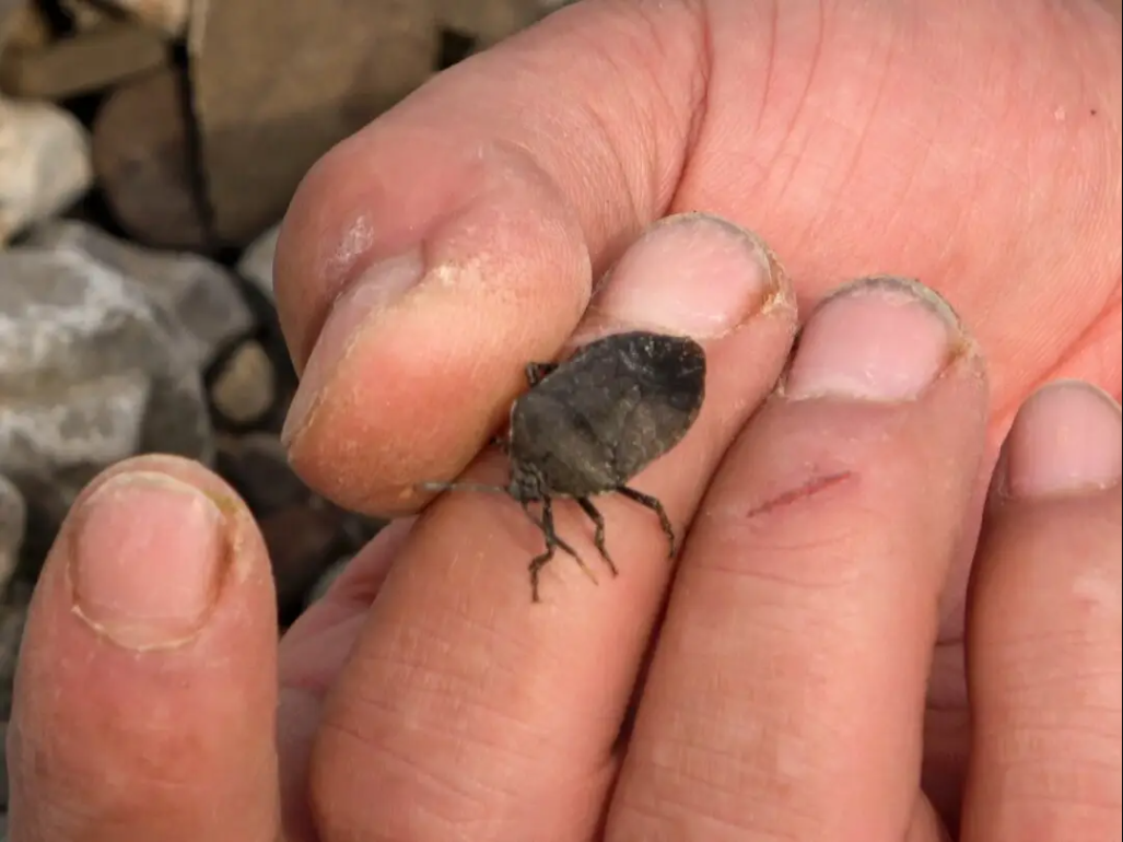 在田里抓到这些虫子总是穿成串就地烤来吃你还记得哪几种