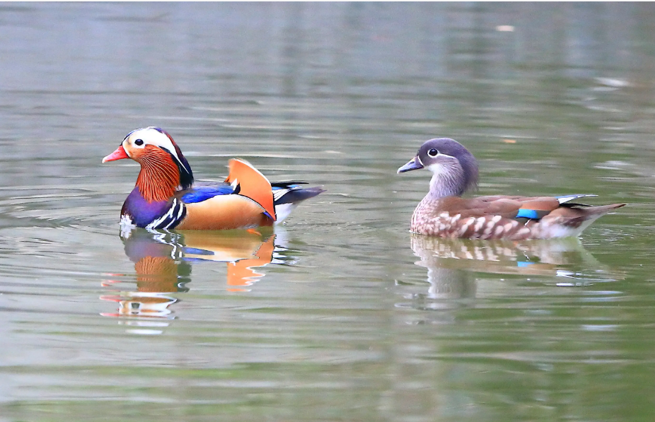 动物都是一夫多妻制吗连鸳鸯都是露水夫妻世上还有爱情鸟吗