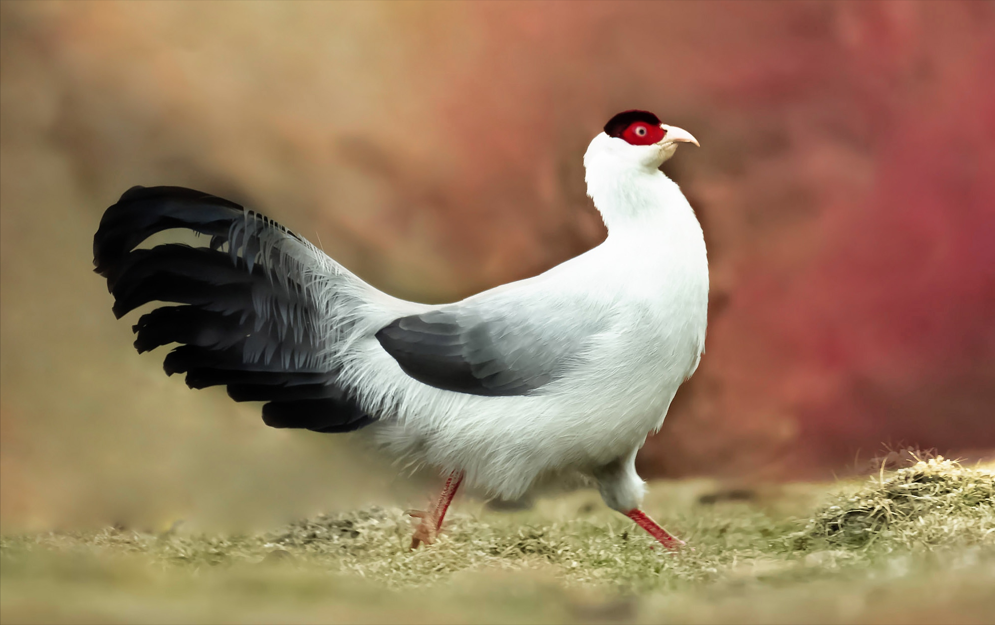 回顾野外的鸡就是野鸡把家养的鸡放到野外它们会变成野鸡吗