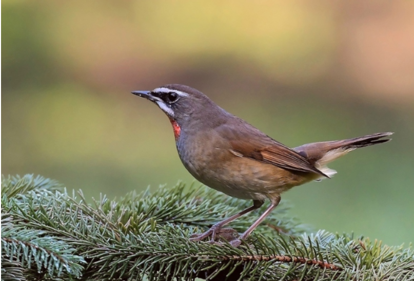 中国传统的四大名鸟还有哪种可以养有人养难道不是保护它们