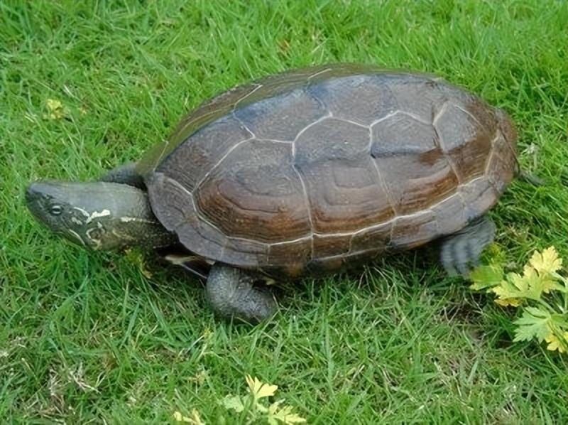 乌龟能活多少年图片