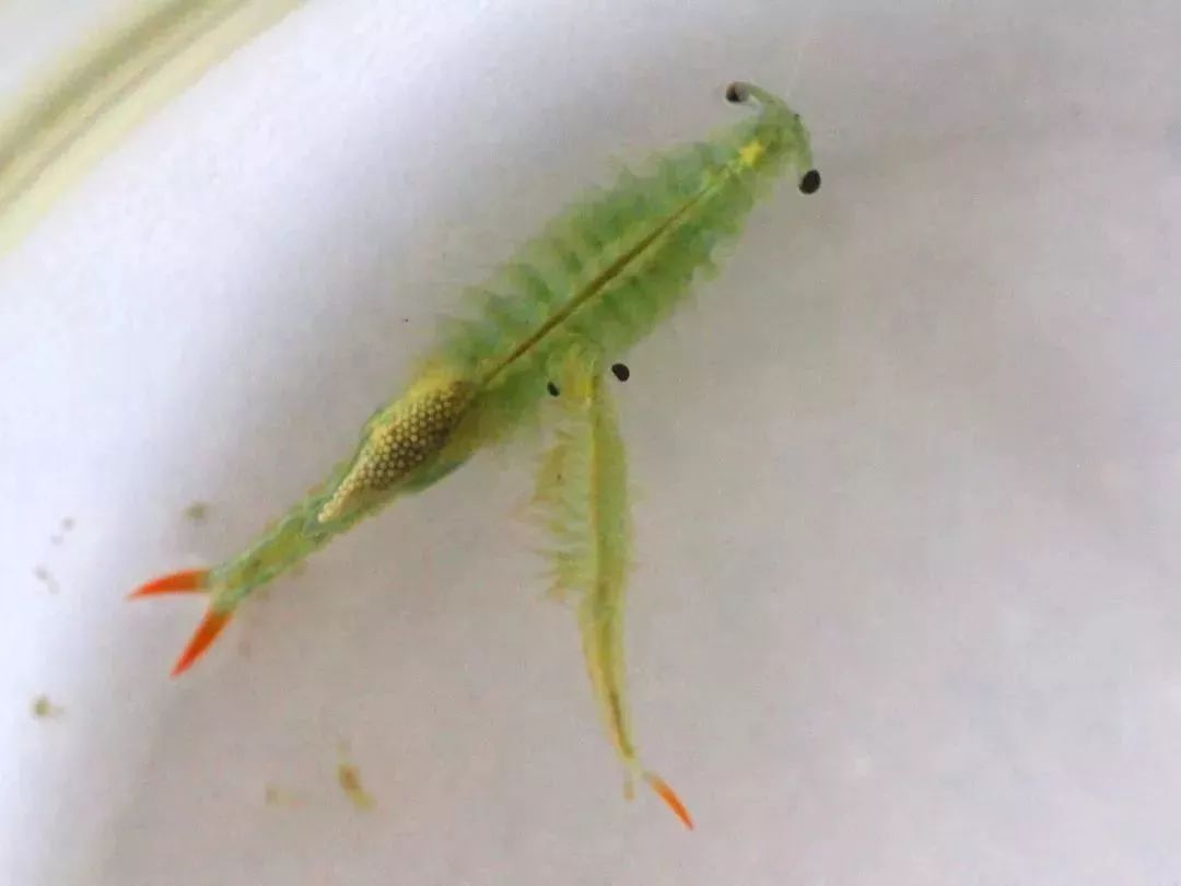 合肥大蜀山首次拍到仙女虾,与恐龙同一时代,为何能活到现在?