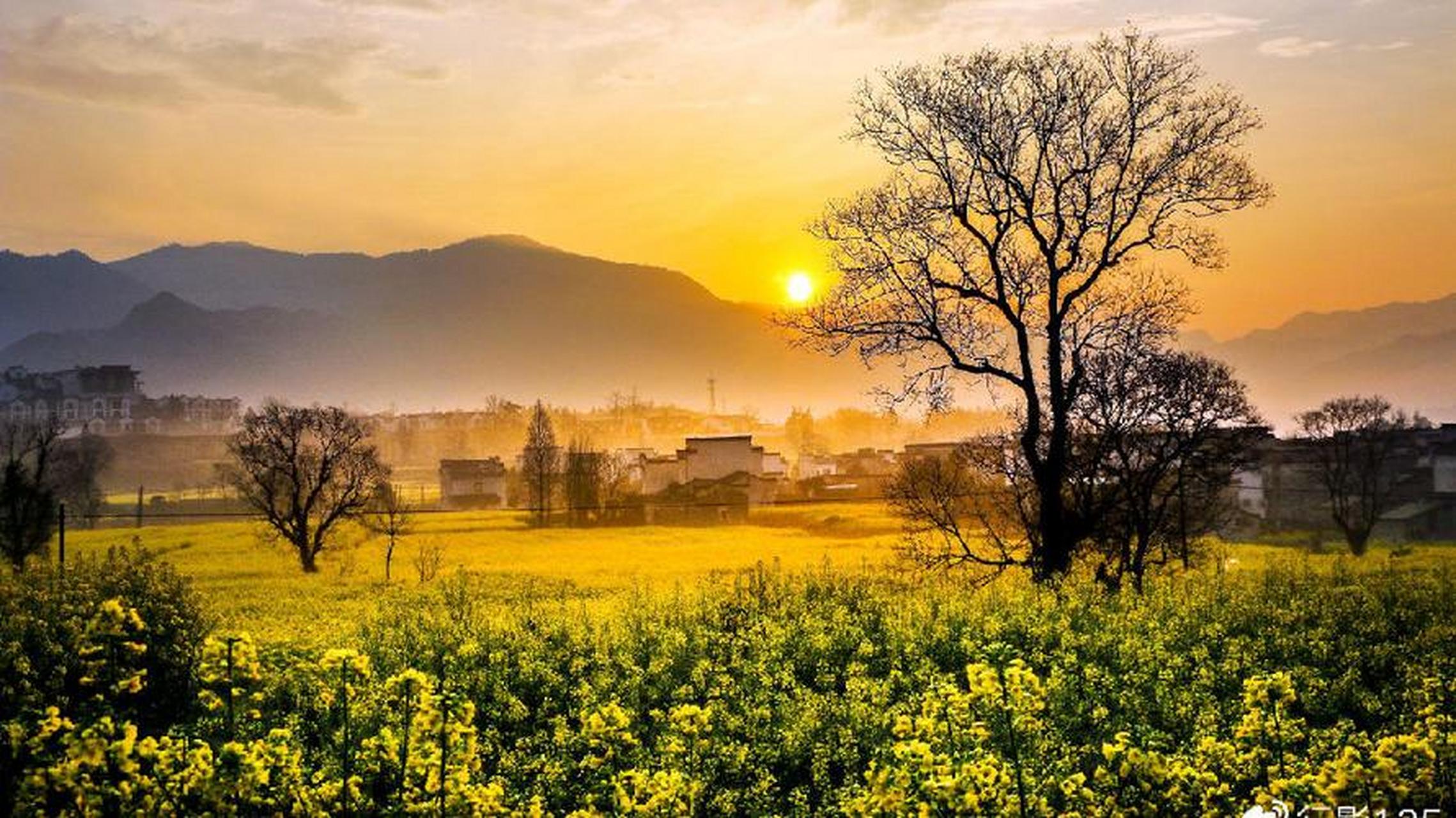 皖花似锦#  宏村油菜花,春日里的一抹璀璨金黄,如诗如画,如梦如幻.