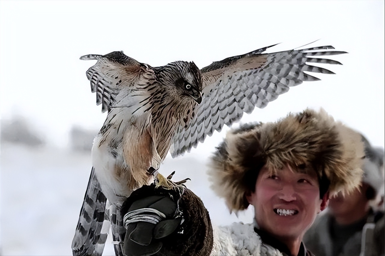同样是中国猛禽金雕又大又威风为何万鹰之神却是海东青
