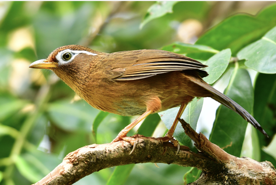 画眉鸟与绣眼鸟都戴着一副白框眼镜,不过画眉的眼镜还多了一根向后脑
