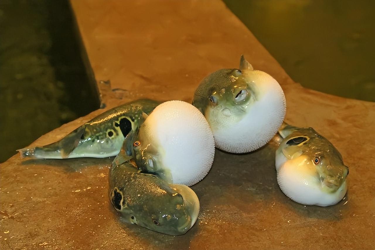 看古人怎么吃河豚!提前两年做河豚酱,为吃河豚甚至愿意喝脏水?