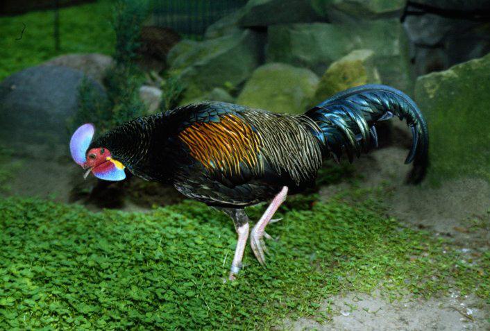 回顾野外的鸡就是野鸡把家养的鸡放到野外它们会变成野鸡吗