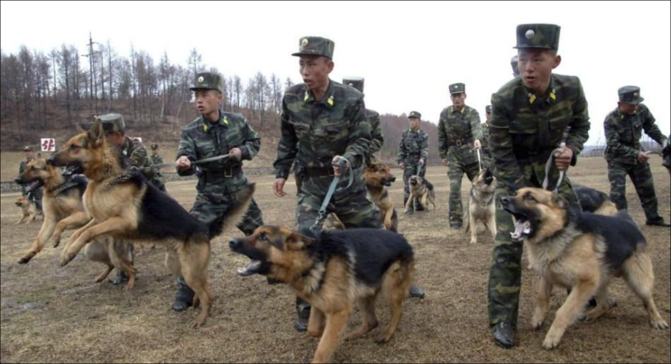 士兵和军犬背景图片图片