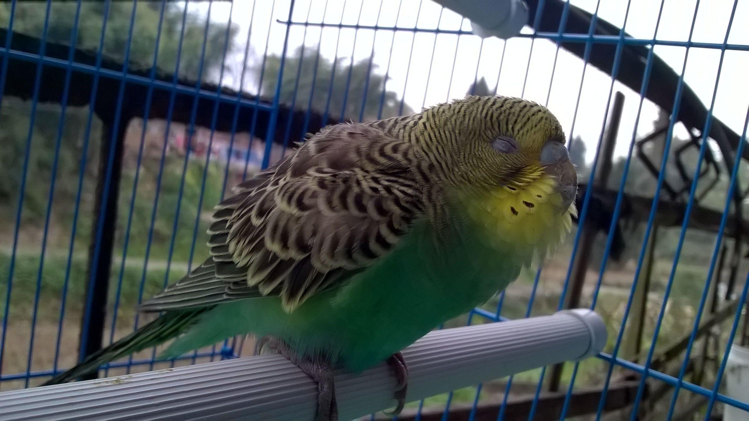 回顾目睹主人被砍14刀丧命鹦鹉竟指认了凶手它真的有那么聪明