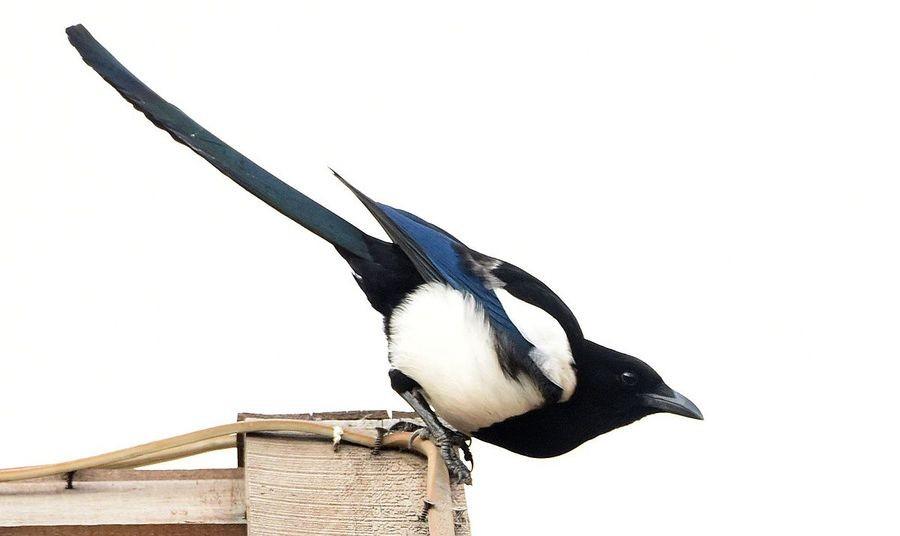 喜鹊有天敌吗?没见过老鹰抓喜鹊,也没人抓,为何喜鹊还变少了?