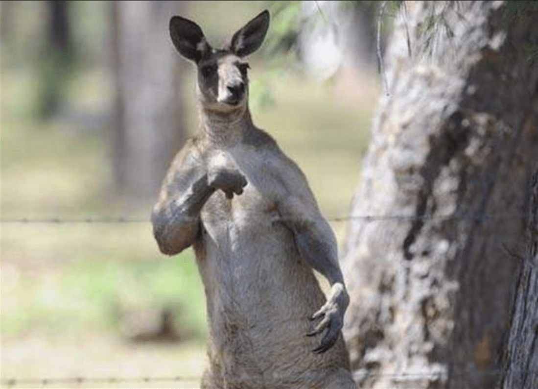 随时准备给人一电炮的袋鼠战斗力有多猛人类单挑能赢它吗