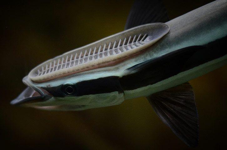 䲟鱼的奇异进化:脑袋变吸盘,蹭吃蹭喝的生活态度