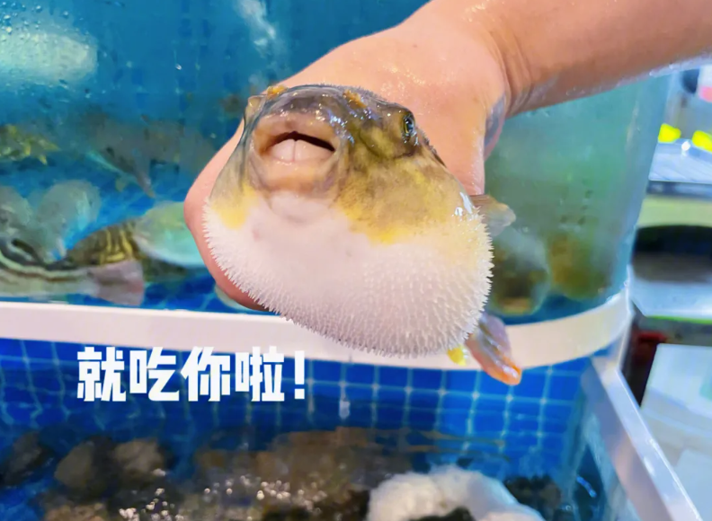 看古人怎么吃河豚!提前两年做河豚酱,为吃河豚甚至愿意喝脏水?