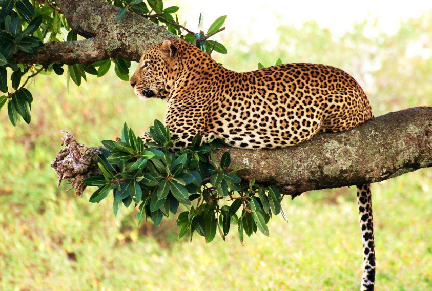 猎豹居然不是豹子当它遇上花豹假豹子果然还是打不过真豹子