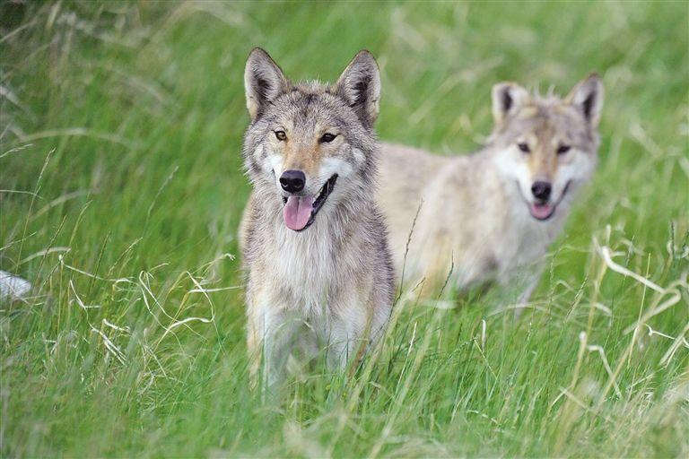 纪实男孩3岁被狼咬掉半张脸13岁被父亲赶出家门后来儿女双全