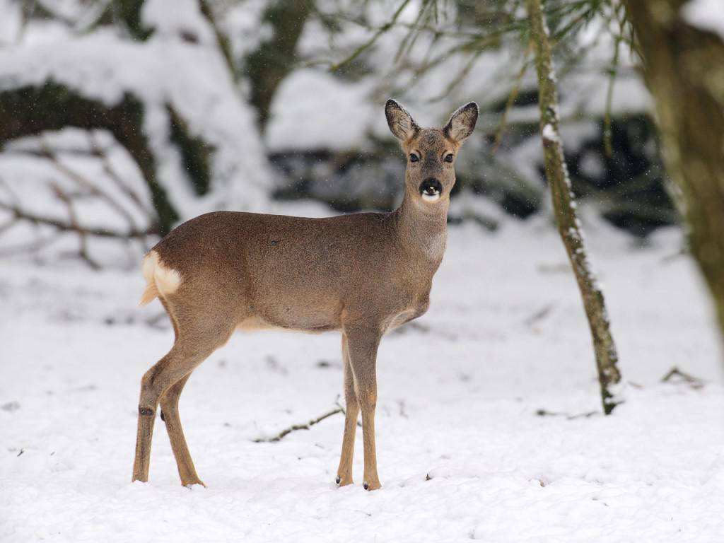 山里的大部分的动物在冬天都会减少活动或者是冬眠,以备来年春暖花开