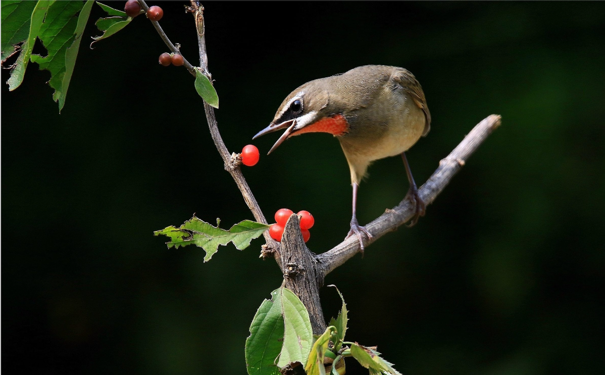 中国传统的四大名鸟还有哪种可以养有人养难道不是保护它们