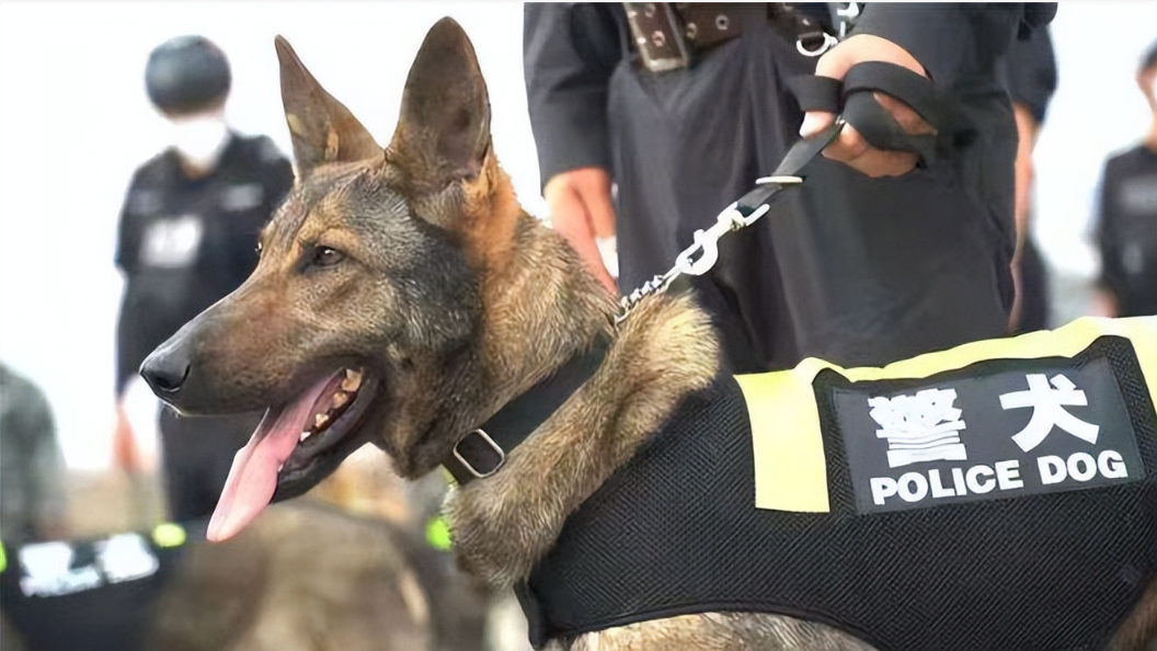 警犬搜救犬在保护普通人那军犬到底在做什么凭什么待遇高