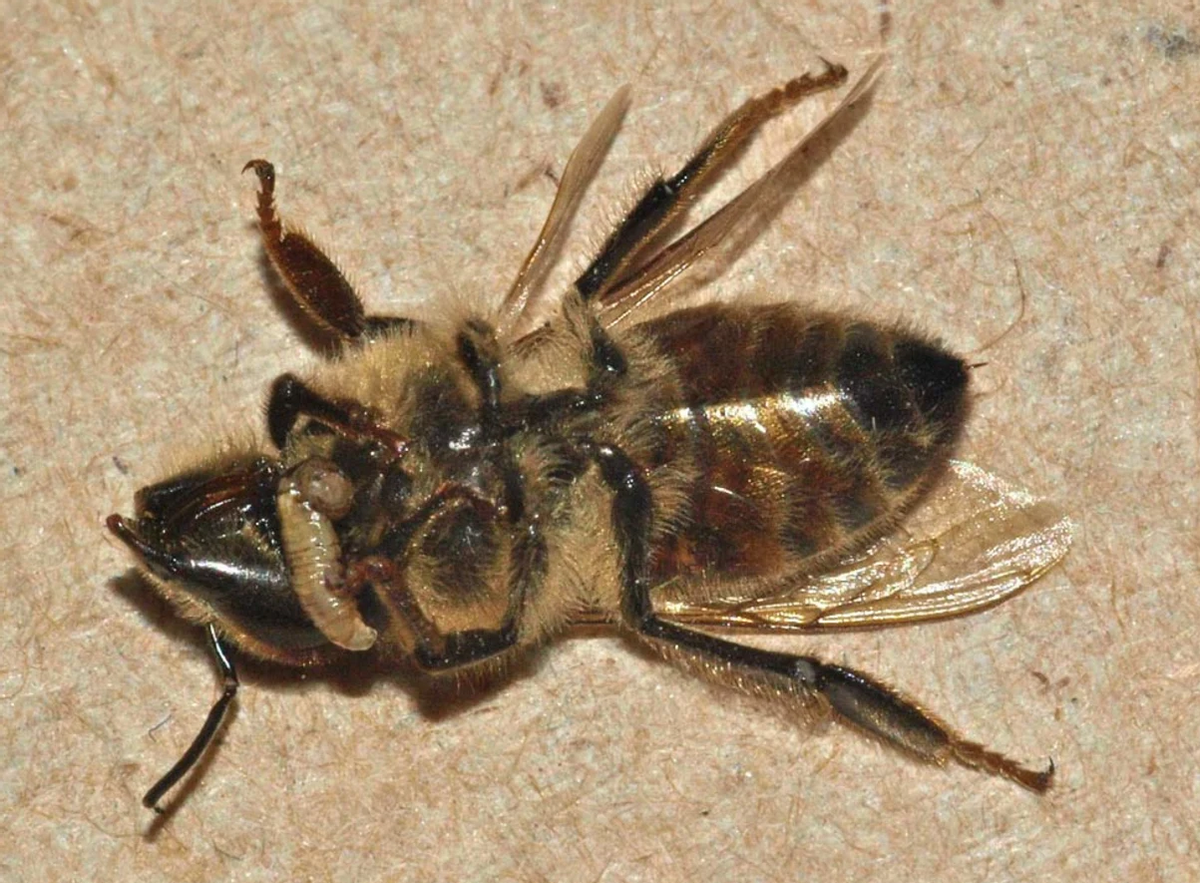 比如䲟鱼和鲨鱼在共生关系中,䲟鱼可以帮助鲨鱼吃掉(清理)身上的寄生