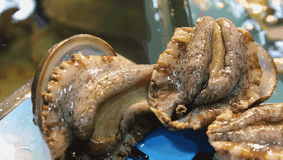 世界上最大的鲍鱼之一15人都吃不完一只为何我国不引进