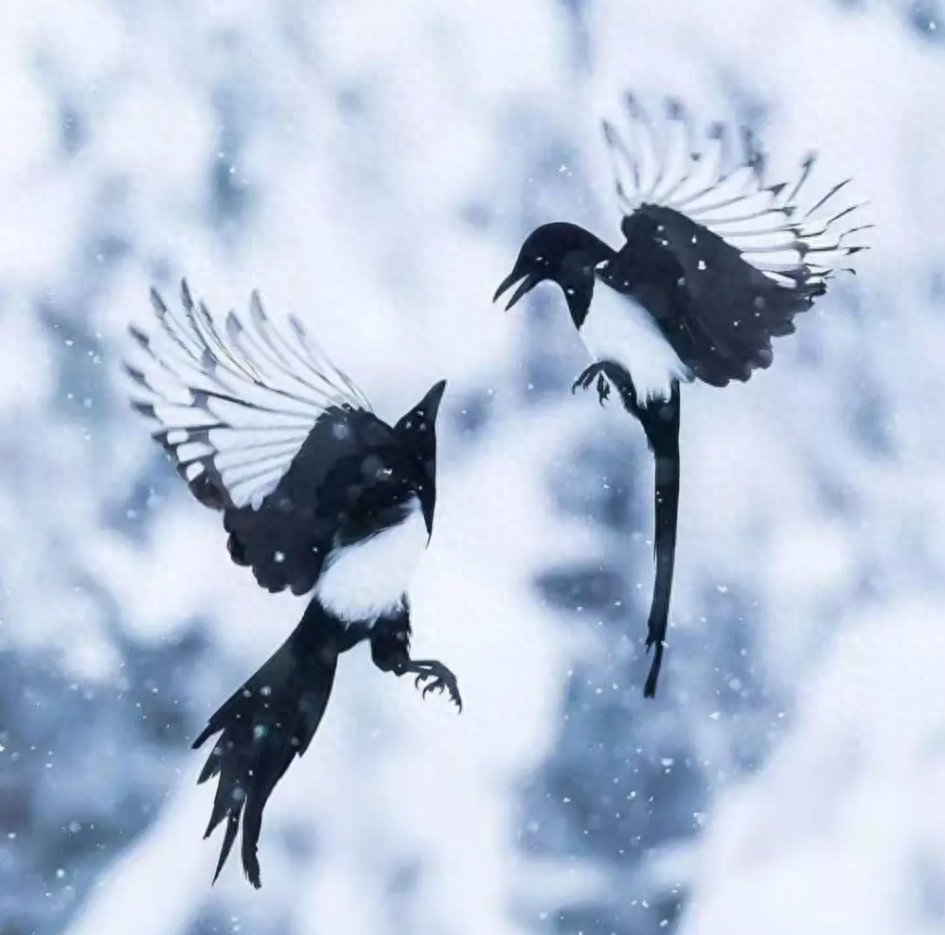 喜鹊有天敌吗?没见过老鹰抓喜鹊,也没人抓,为何喜鹊还变少了?