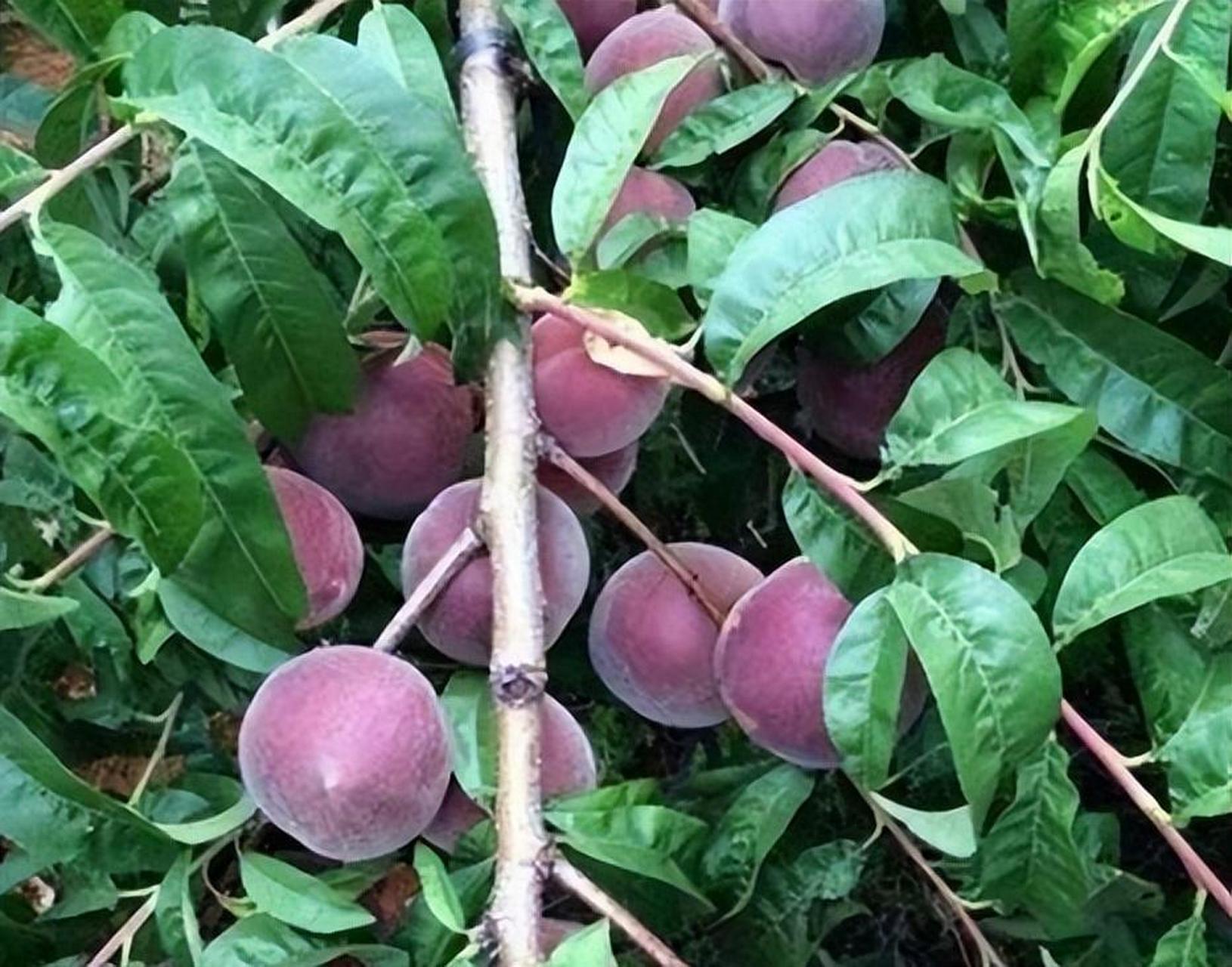 本店主营黑桃皇后果苗,保证质量,全国包邮,活