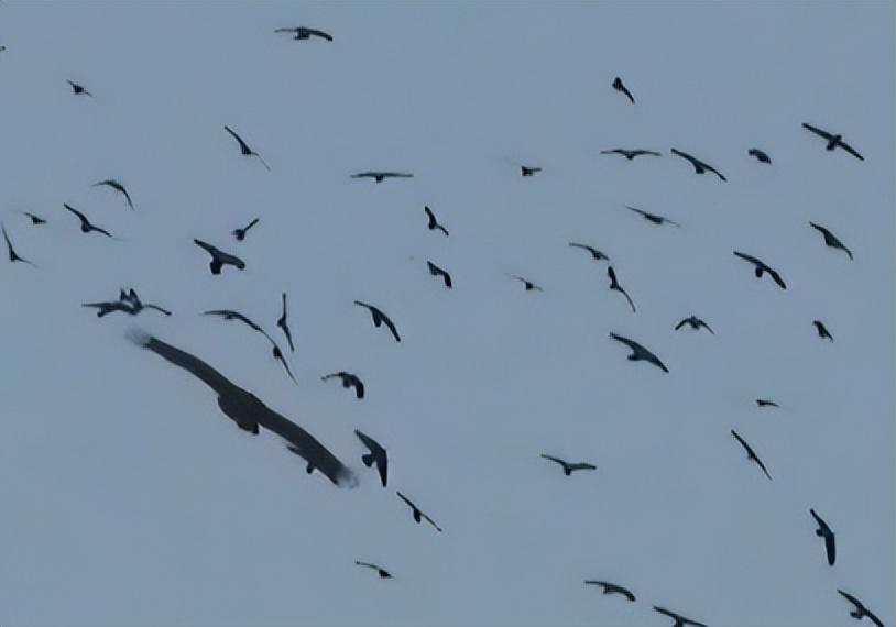 13年沈阳男子救下中毒秃鹫三次放生失败赖着不走比小孩都听话