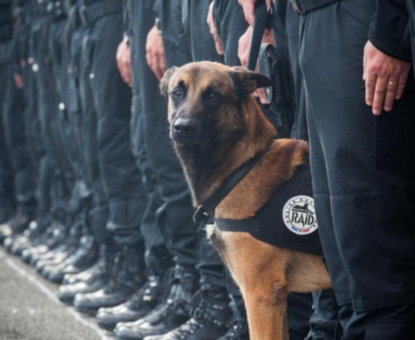 警犬搜救犬在保护普通人