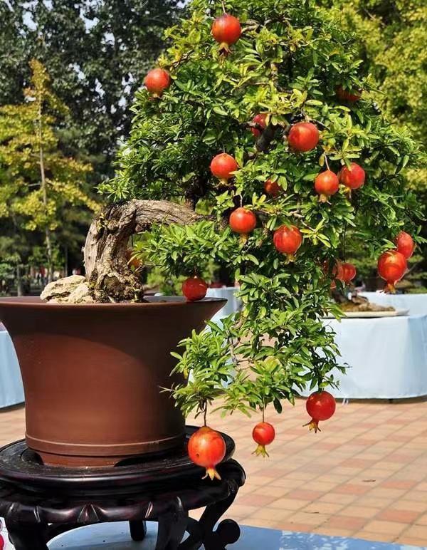 石榴盆栽怎么养?做到以下几点,花美果子甜