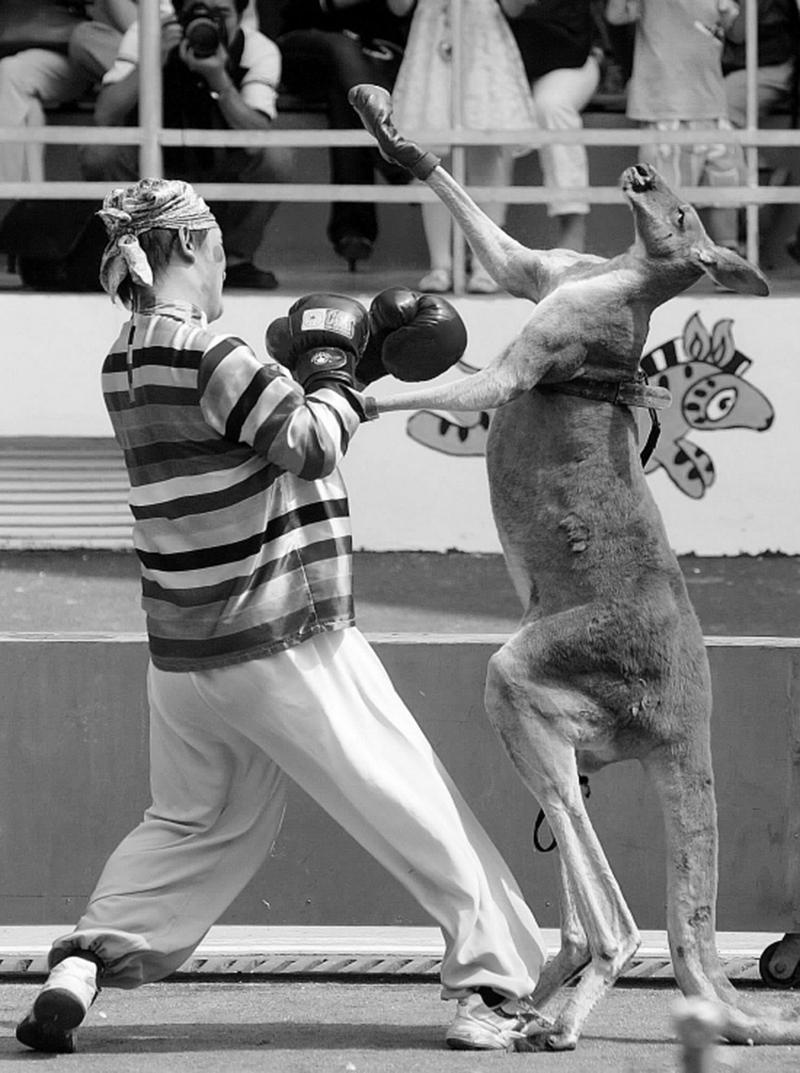 随时准备给人一电炮的袋鼠战斗力有多猛人类单挑能赢它吗