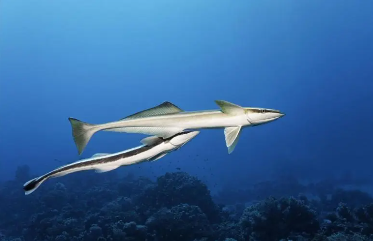 䲟鱼的奇异进化:脑袋变吸盘,蹭吃蹭喝的生活态度