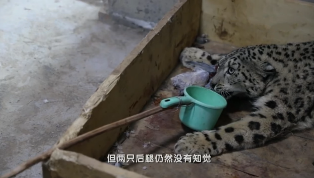 回顾3岁雪豹受伤向人求救后腿瘫痪不能动医院却拒绝给它做检查